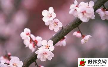 【推荐】春天的桃花作文