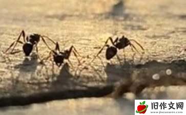 【推荐】蚂蚁的力量作文